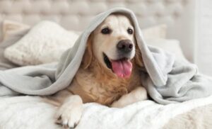 Winter Care Tips for Pets