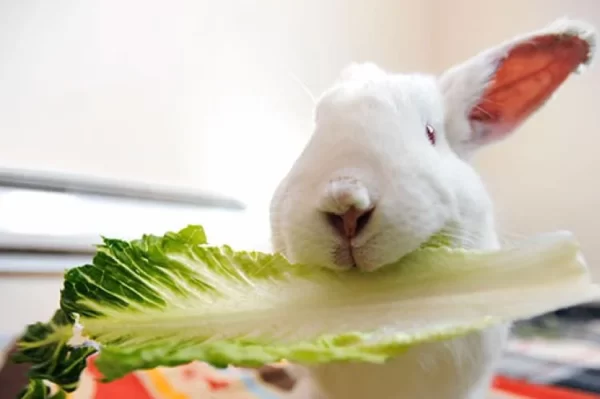Rabbit-food-Cupid-Lettuce-1137_2-600x399