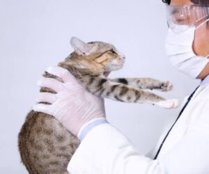 images-38-300x250