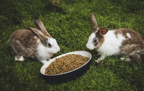 rabbits-with-too-many-pellets_1304443282-600x383